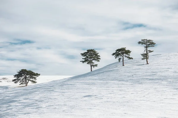 Closeup Shot Snow Covered Trees Slope Winter Day — Stock Photo, Image