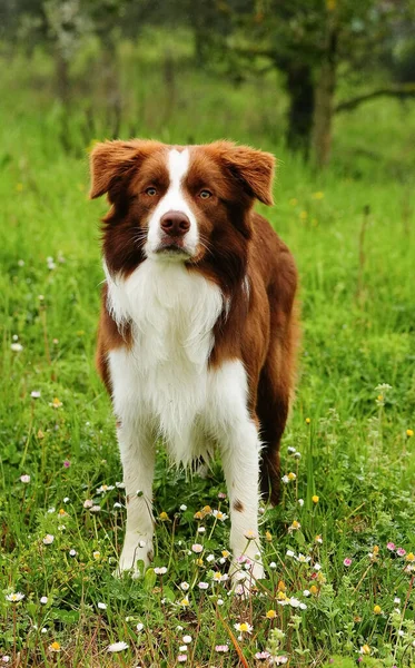 Pionowe Ujęcie Pięknego Psa Collie Zewnątrz — Zdjęcie stockowe