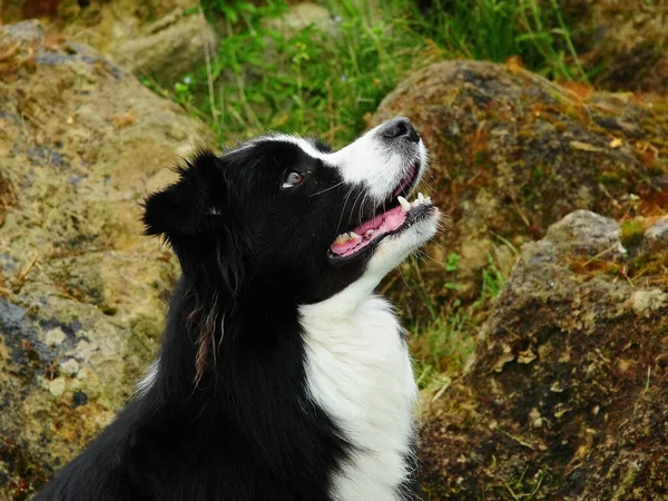 Egy Gyönyörű Kép Egy Határ Collie Kutya Szabadban — Stock Fotó