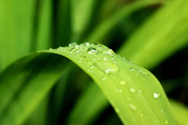 Una Foglia Verde Curva Con Gocce Pioggia Primo Piano Macro — Foto Stock