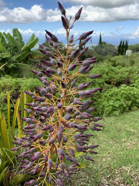 Detailní Záběr Detailů Fialových Květů Tropické Rostlině Ostrově Maui Havaji — Stock fotografie
