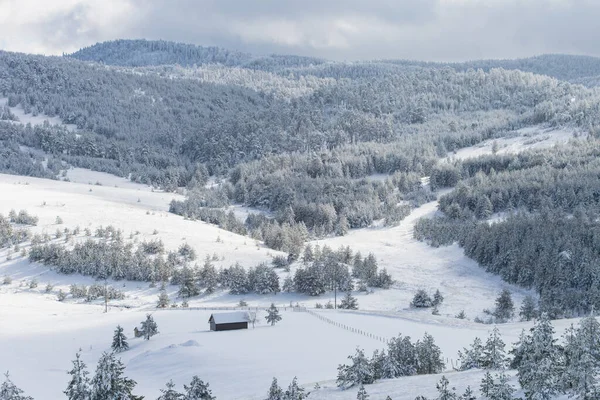 Uma Bela Foto Floresta Coberta Neve Dia Inverno — Fotografia de Stock