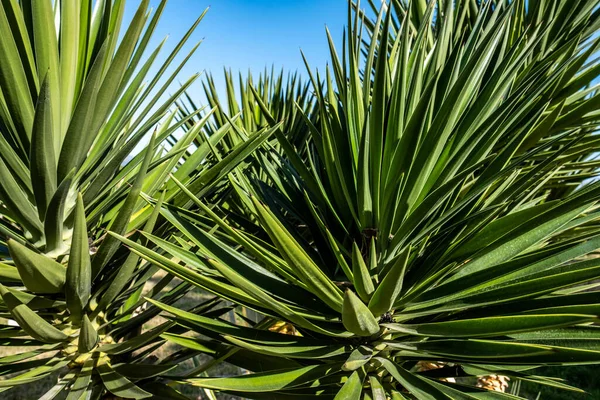 Eine Nahaufnahme Von Palmenblättern — Stockfoto