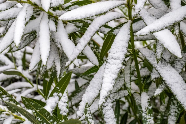 绿叶在冬天被雪覆盖的植物的绿叶 — 图库照片