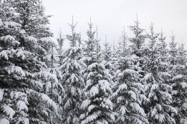 Vacker Bild Snöig Skog Dyster Dag Vintern — Stockfoto