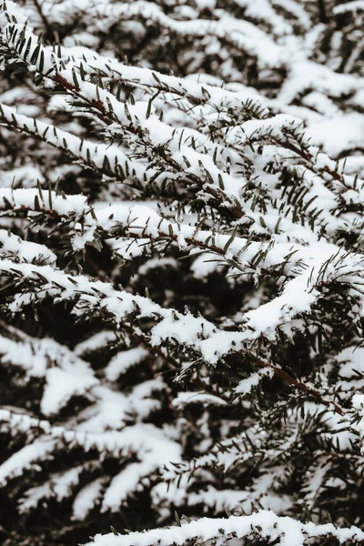 Вертикальний Крупним Планом Знімок Гілок Дерева Покритих Снігом — стокове фото