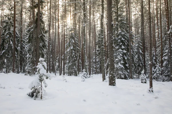 Krásný Záběr Zasněženého Lesa Zimě — Stock fotografie