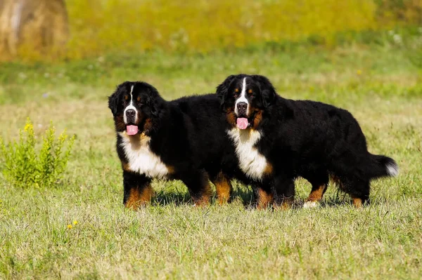 Два Милі Бернські Гірські Пси Лузі — стокове фото