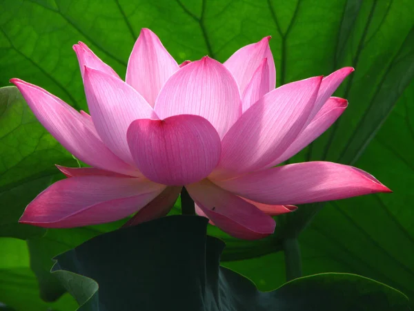 Eine Selektive Fokusaufnahme Eines Schönen Rosa Lotus Der Von Blättern — Stockfoto