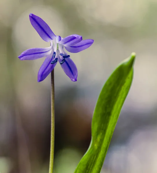 Egy Közeli Felvétel Virágzó Scilla Szibériai Virágról — Stock Fotó