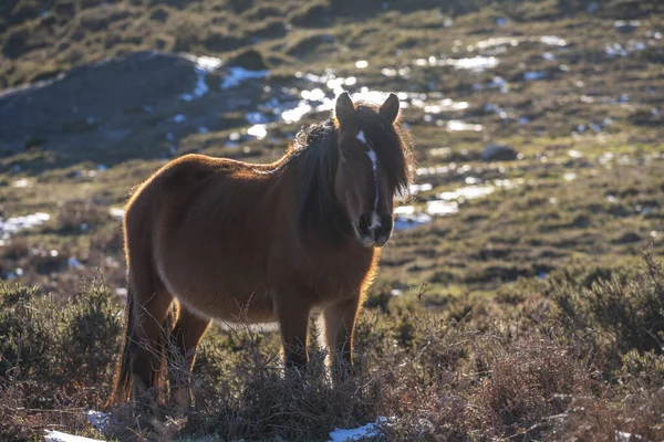 Bel Colpo Simpatico Pony Piedi Sul Prato Sotto Sole — Foto Stock