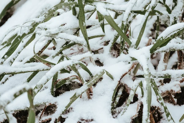 Das Gras Das Winter Mit Schnee Bedeckt Ist — Stockfoto