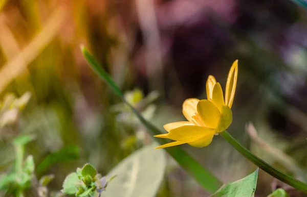 一朵盛开的黄花的特写 — 图库照片