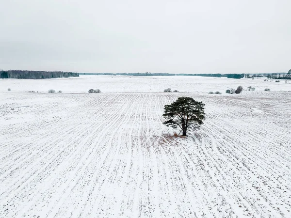 Авіаційний Постріл Дерева Вкритому Снігом Фіїні Латвії — стокове фото