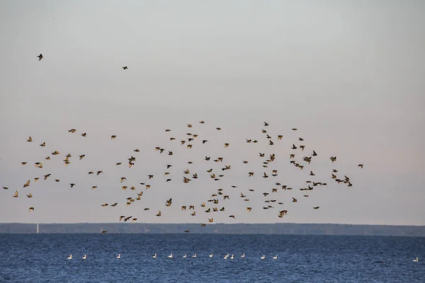 Зграя Птахів Літають Над Морем Похмурий День — стокове фото