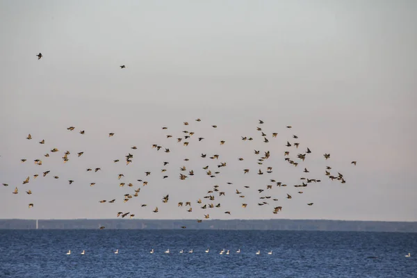 Uno Stormo Uccelli Che Sorvola Mare Una Giornata Cupa — Foto Stock