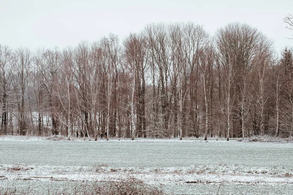 Снігове Поле Лісом Задньому Плані — стокове фото