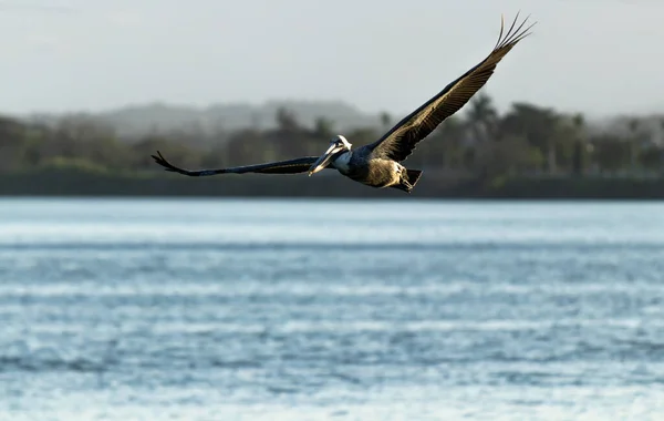 Primer Plano Pelican Volando Sobre Río Tuxpan México — Foto de Stock