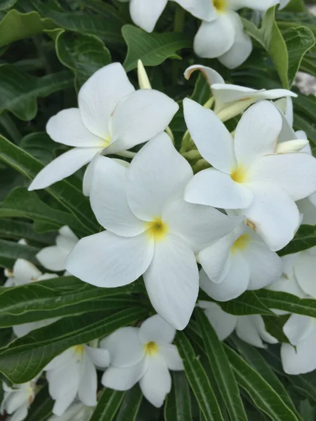 Primer Plano Ramo Flores Blancas Tropicales — Foto de Stock