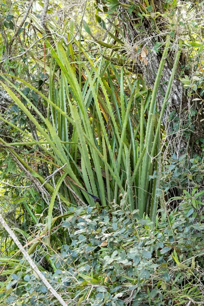 丛林里的植物和草的特写镜头 完美的背景 — 图库照片