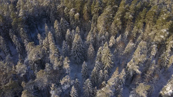 Una Vista Aerea Una Foresta Innevata Inverno — Foto Stock