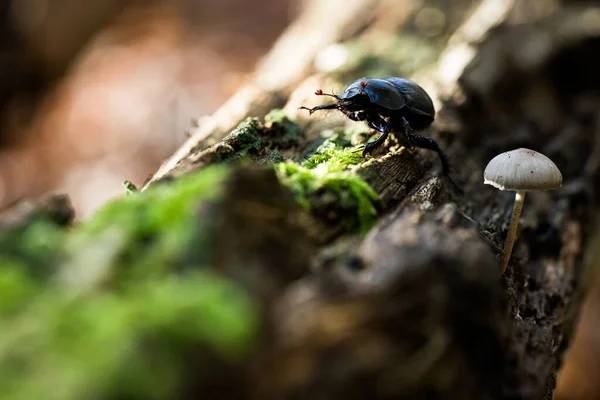 緑の苔むした樹皮の上に登るフンコロガシの浅い焦点 — ストック写真