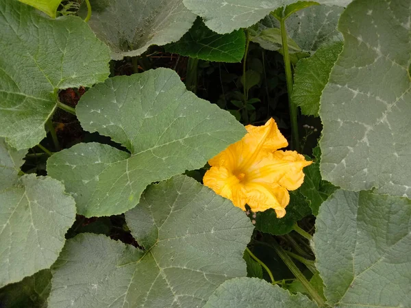 Primer Plano Una Flor Calabaza Botella Campo Agrícola Bajo Luz — Foto de Stock