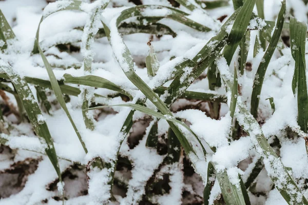 Grass Covered Snow Winter — Stock Photo, Image