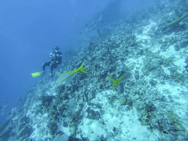 Підводний Дайвер Плаває Біля Рифу Дивиться Рибу — стокове фото