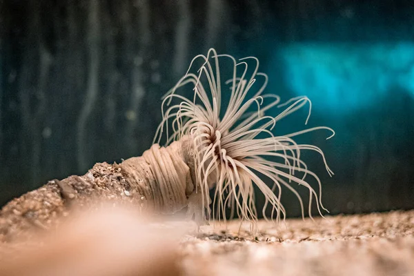 Een Close Van Onderwater Cerianthus Buisvormige Anemoon — Stockfoto