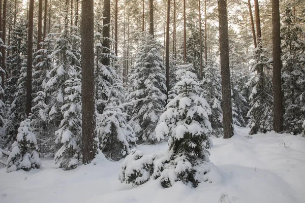 Egy Gyönyörű Kép Egy Havas Erdőről Télen — Stock Fotó
