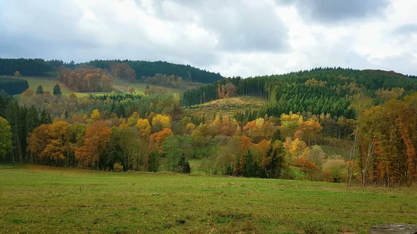 Ett Vackert Höstlandskap Med Färgglada Träd Ina Skog — Stockfoto