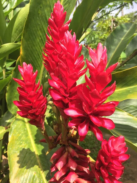 Una Vista Ravvicinata Fiori Tropicali Rossi Una Foresta Pluviale Nella — Foto Stock