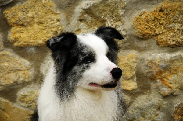 Schöne Aufnahme Eines Border Collie Hundes Freien — Stockfoto