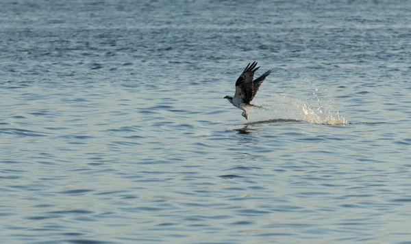 Closeup Shot Eagle Catching Food Tuxpan River Mexico — Stock Photo, Image