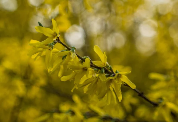 Detailní Záběr Kvetoucích Žlutých Květin — Stock fotografie