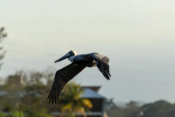 Close Pelicano Sobrevoando Rio Tuxpan México — Fotografia de Stock