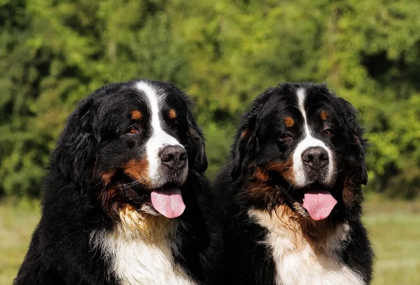 Dois Bonitos Cães Montanha Bouvier Bernese Campo — Fotografia de Stock