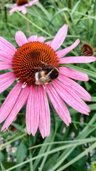 Вертикальный Снимок Пчелы Цветущем Розовом Цветке Ромашки — стоковое фото