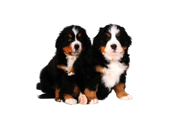 Tiro Vertical Puppies Bouvier Bernese Puros Isolados Fundo Branco — Fotografia de Stock