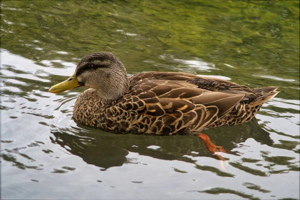 Primer Plano Pato Marrón Nadando Arroyo Con Reflejo Verde —  Fotos de Stock