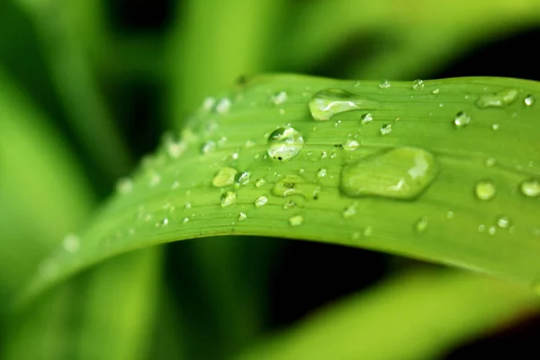 一个带雨滴的弧形绿叶在模糊的绿色背景和复制空间上的宏观特写 — 图库照片