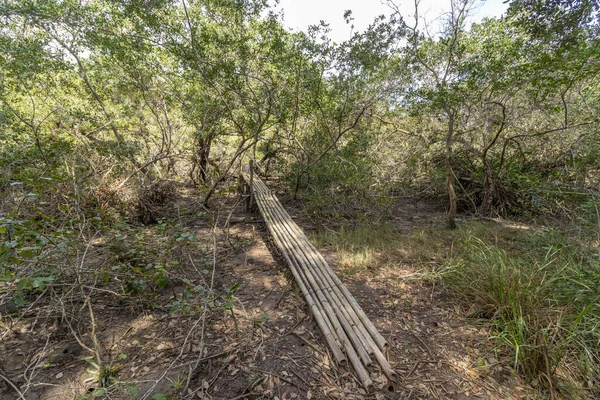Primer Plano Bambú Cortado Entre Árboles Viejos Ramas Caídas Una — Foto de Stock