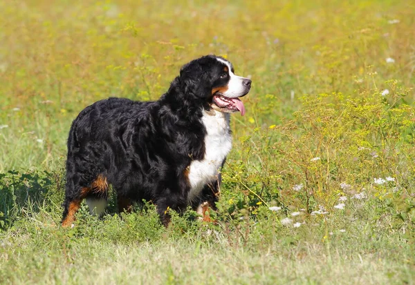 Ein Niedlicher Bouvier Berner Sennenhund Auf Einem Feld — Stockfoto