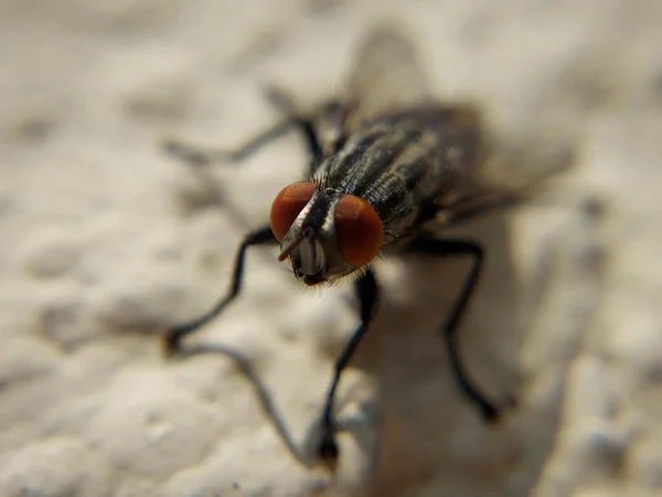 Selektive Fokusmakroaufnahme Einer Fliege Auf Der Festen Oberfläche — Stockfoto