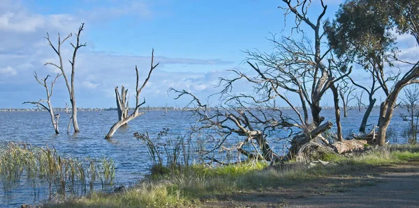 Bomen Met Gedroogde Takken Riet Groeien Buurt Van Lake Mulwala — Stockfoto