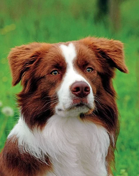Een Verticaal Close Shot Van Een Border Collie Hond Buiten — Stockfoto