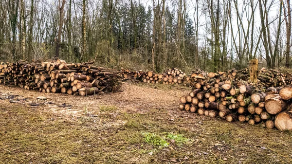 森を背景に薪が積もる農村 — ストック写真