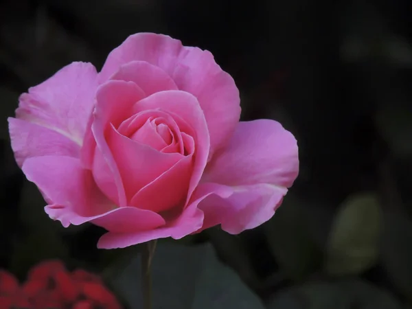 Zbliżenie Ujęcie Jasnoróżowego Kwiatu Róży Czarnym Tle — Zdjęcie stockowe