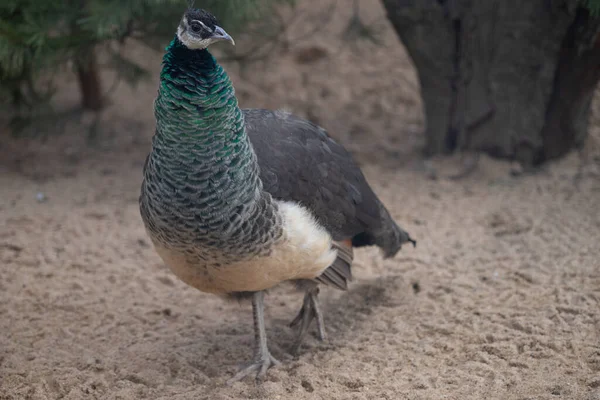 Tiro Close Pavão Exótico Com Penas Coloridas Seu Pescoço — Fotografia de Stock